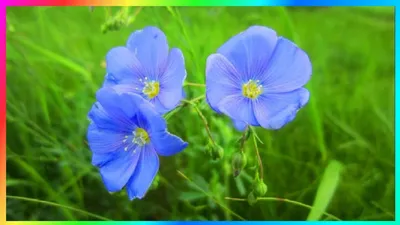 Прекрасный цветок: Сочные ленки на фотографиях