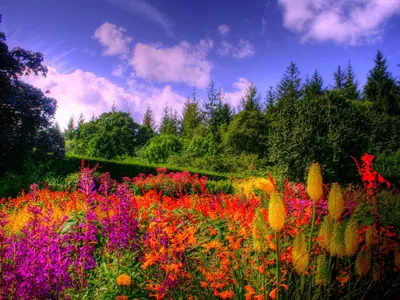 Цветы леса: вдохните свежесть и красоту природы в каждом фото