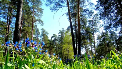 Таинственные калейдоскопы природы: удивительные цветы леса на фото