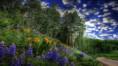 Пестрый ковер под ногами: захватывающие цветы леса - фотообзор