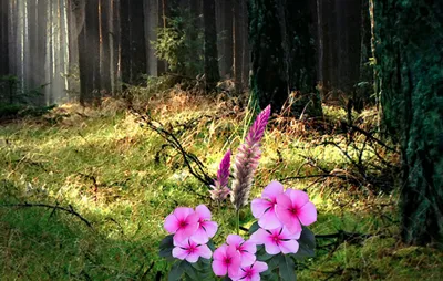 Цветущая симфония: прекрасные фотографии цветов леса создадут вам настроение