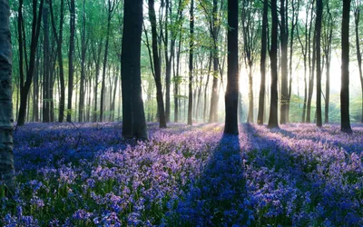 Цветы леса: красота природы во всей своей великолепности