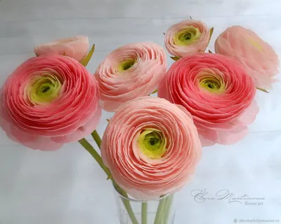 Расцвет пики: фотографии с прекрасными цветами лютиков
