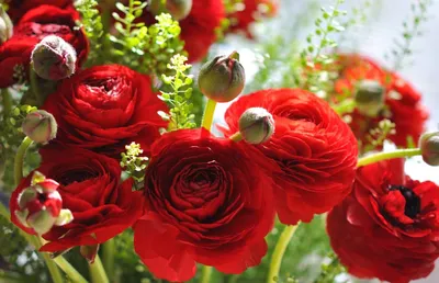Фотография цветущих лютиков: высококачественные обои на айфон