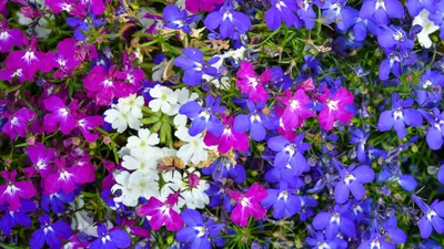 Цветы лобелии: Прекрасные изображения для скачивания бесплатно (JPG, PNG, WebP)