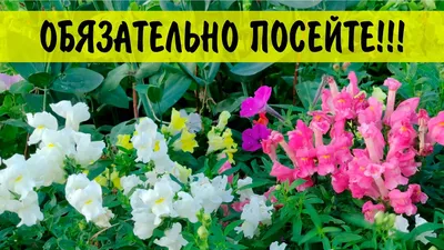 Фотки цветов Цветы львиный зев