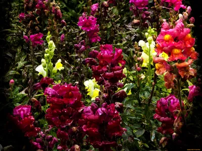 Фотографии цветов Цветы львиный зев в формате jpg