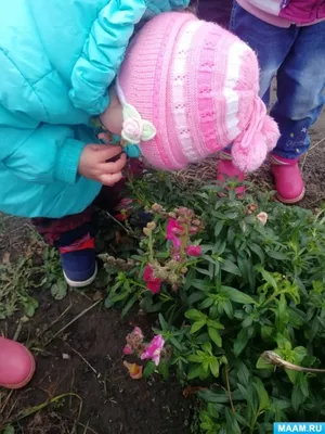 Скачать бесплатно фотографии цветов львиного зева