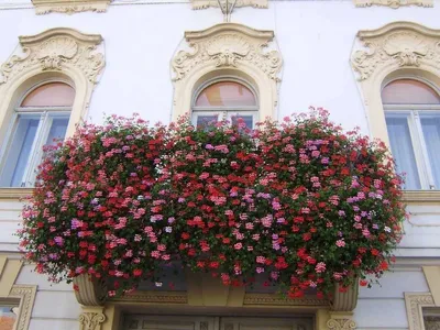Цветы на балконе: выберите лучшие картинки для вашего интерьера