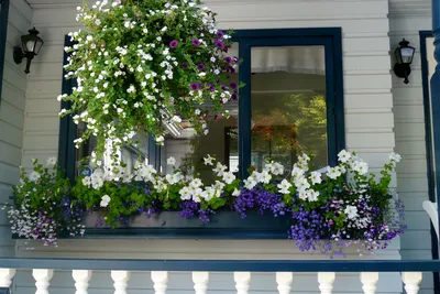 Фото Цветы на балконе: насладитесь красотой природы