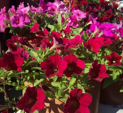 Цветы на балконе: скачайте бесплатно фото в формате PNG
