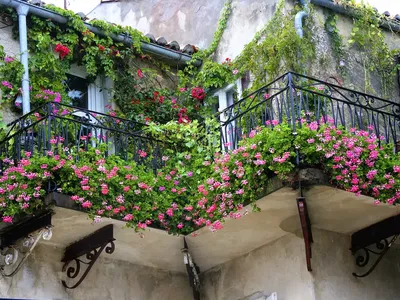 Балкон в цветах: фотографии уютной цветочной атмосферы