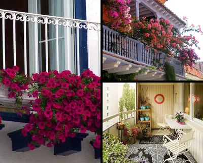 Идеальное сочетание цветов на балконе: фотографии гармоничных композиций