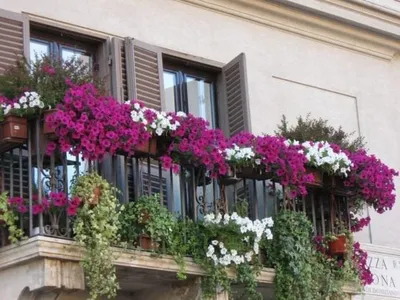 Живописный уголок на балконе: фото цветов, которые вдохновляют