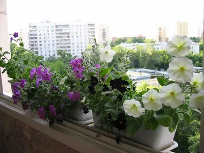 Фон с изображениями цветов на балконе