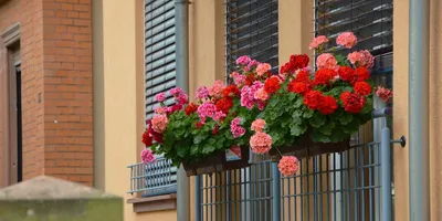 Цветы на балконе: изображения в формате JPG для скачивания
