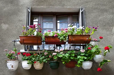 2024 год - фото цветов на балконе