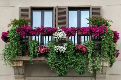Фотка цветов на балконе, придающая красочный фон вашему телефону