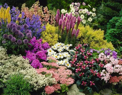 Прекрасные цветы на даче - волшебство природы (Фото)