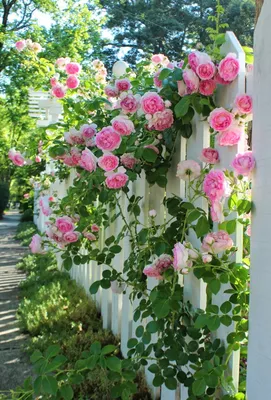Изображения прекрасных цветов на даче