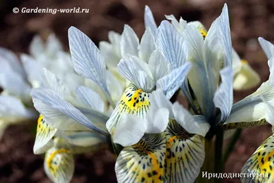 Яркие фото цветов для создания коллажей