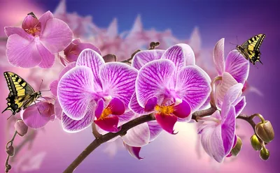 Скачать бесплатно фото орхидей в HD качестве