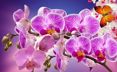 Украсьте свой экран красивыми фото орхидей