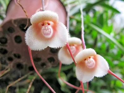 Full HD фото орхидей в 2024 году