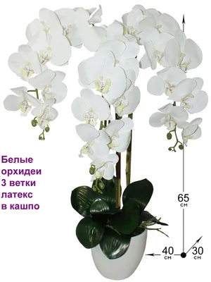 Удивительные картинки фото орхидей в формате png