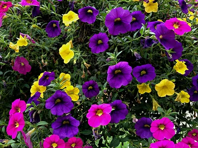 Цветы петунии: красивые фотографии для скачивания
