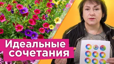 Красочные изображения петунии