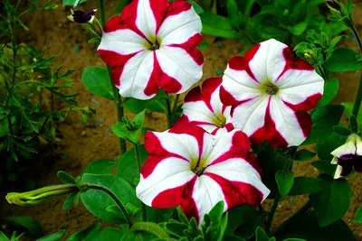 Прекрасные цветы петунии: бесплатные фотографии для загрузки
