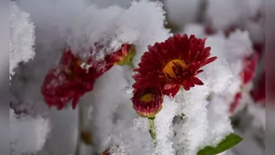 Цветы под снегом: яркие краски в ледяной обстановке