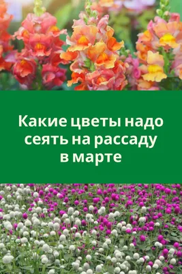 Обои на айфон с цветами ползучими: бесплатные загрузки