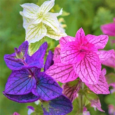Фото Цветы сальвия: Коллекция фотографий с цветами сальвия