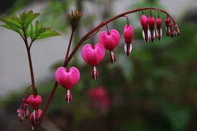 Прекрасное пробуждение природы: Цветы сердце на фотоснимках
