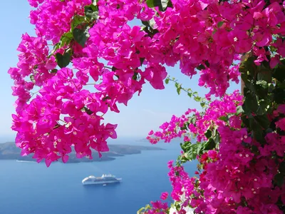 Расцвет турецких красавиц: Фото запахнувшихся цветов Турции
