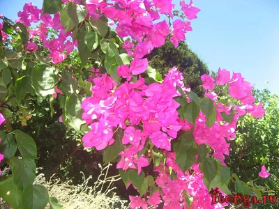 Фоны Цветы Турции: Создайте атмосферу лета на вашем устройстве.