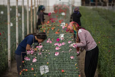 Цветы, воплощающие красоту: Фотографии турецких цветов, захватывающих дух