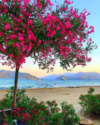 Потрясающие картинки Цветы Турции: Завораживающие моменты природы.
