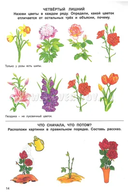 Цветовая симфония на асфальте: фотоотчет о живом и богатом мире цветов