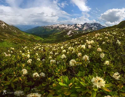 Изобилие красок: впечатляющие фотографии цветов в Абхазии