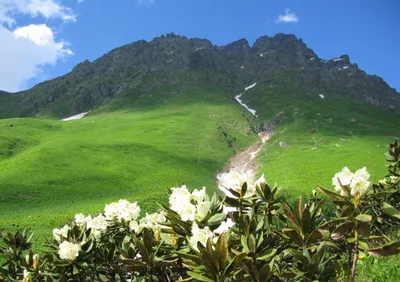 Пленительные мотивы природы: фотографии цветов из роскошных абхазских садов