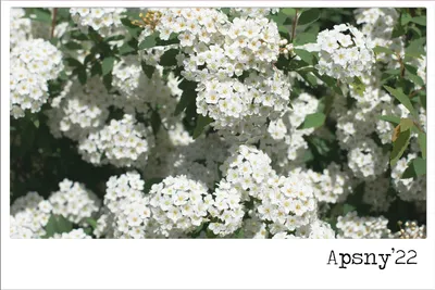 Фотографии цветов в Абхазии: Очаровательные картинки в высоком разрешении