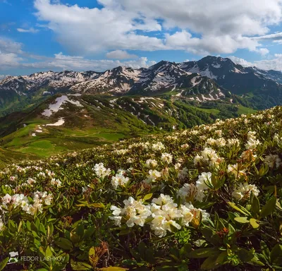 Фотографии Цветы в Абхазии в хорошем качестве - насладитесь яркими цветами природы