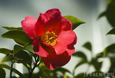 Японский сад Цветов: Очаровательные фото и бесплатное скачивание