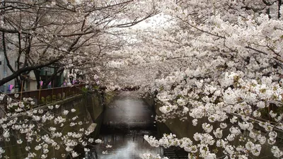 Цветы в Японии: Коллекция новых фотографий с высокой детализацией