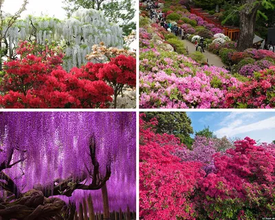 Пленительные Цветы в Японии: Изображения для фонов и обоев