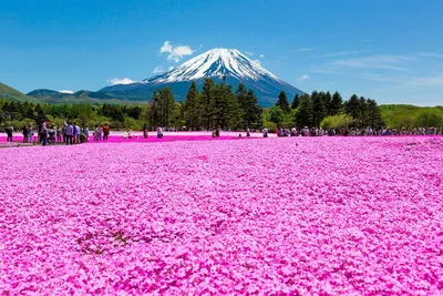 Японская весна в полном расцвете: фотографии красивых цветов
