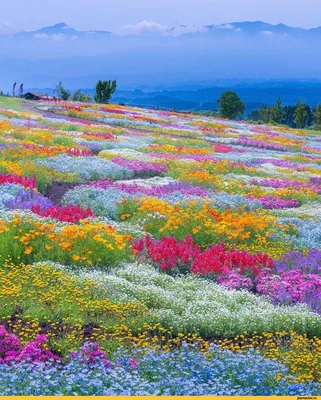 Шедевры японской флоры: уникальные фотографии цветов